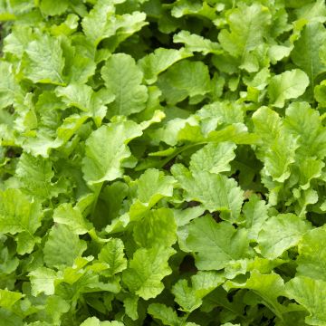 Mesophylla Namenia Bio Mesophylla Namenia Bio