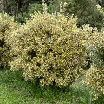 Metrosideros excelsa Aurea