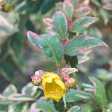 Hypericum x moserianum Tricolor - St. John's wort