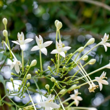 Millingtonia hortensis - Indian cork tree Millingtonia hortensis - Indian cork tree