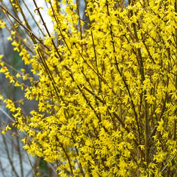 Forsythia (x) intermedia MINDOR COV Forsythia (x) intermedia MINDOR COV
