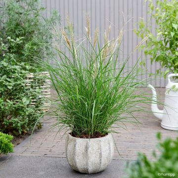Miscanthus sinensis Missmini - Silvergrass