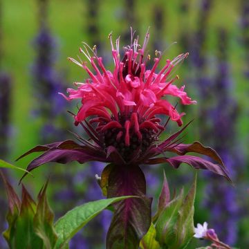 Monarda fistulosa Scorpion - Beebalm