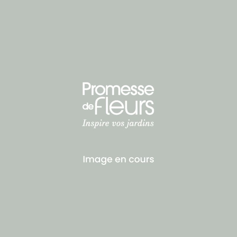 Organic Rode Amsoïm Red Mustard seeds - Ferme de Sainte Marthe seeds - Brassica juncea