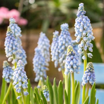 Muscari armeniacum Manon - Grape hyacinth