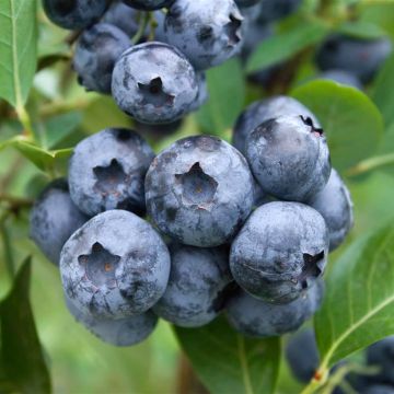 Blueberry Blue Suede - Vaccinium corymbosum