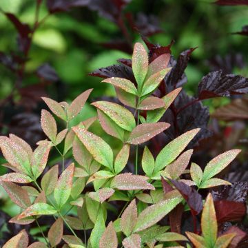 Nandina Obsessed Seika - Sacred Bamboo Nandina Obsessed Seika - Sacred Bamboo