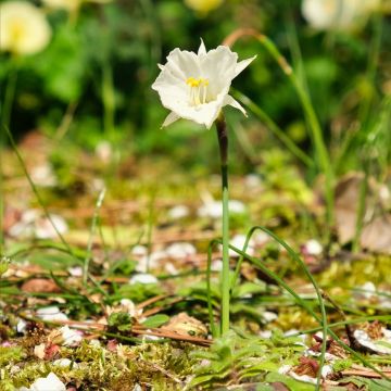 Narcissus (x) bulbocodium conspicuus White Petticoat