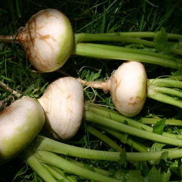 Turnip Blanc plat de Hollande - Brassica rapa organic seeds