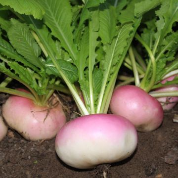 Turnip De Milan rougeTurnip Blanc plat de Hollande - Brassica rapa organic seeds Turnip De Milan rougeTurnip Blanc plat de Hollande - Brassica rapa organic seeds