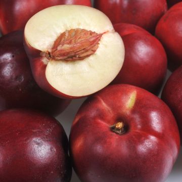 Prunus persica Olympio - Nectarine Tree