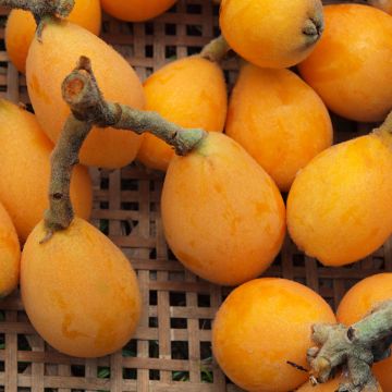 Eriobotrya japonica Tanaka - Japanese loquat