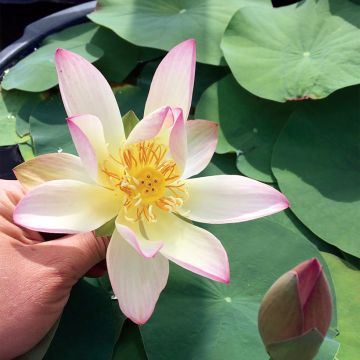 Nelumbo Guifei Zuijiu - Dwarf lotus 