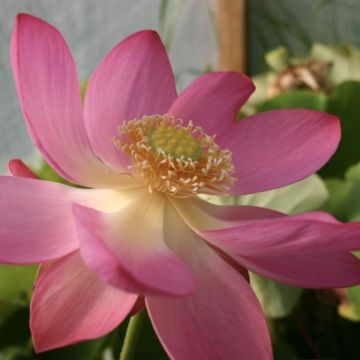 Nelumbo L'Aube Rouge - Lotus  Nelumbo L'Aube Rouge - Lotus
