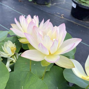 Nelumbo Evening Showers - Dwarf lotus