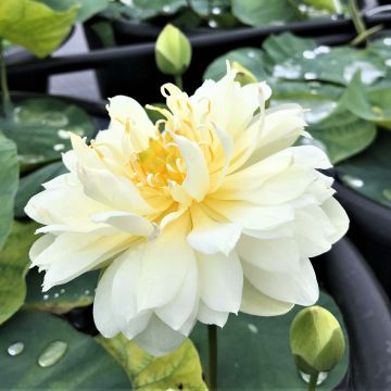 Nelumbo Gold & Resplendence - Dwarf lotus