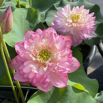 Nelumbo nucifera Pink Lady - Sacred lotus