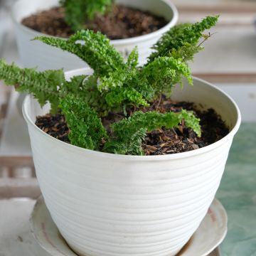 Nephrolepis exaltata Fluffy Ruffle - Boston fern