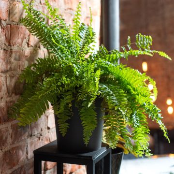 Nephrolepis exaltata Green Fantasy - Boston fern
