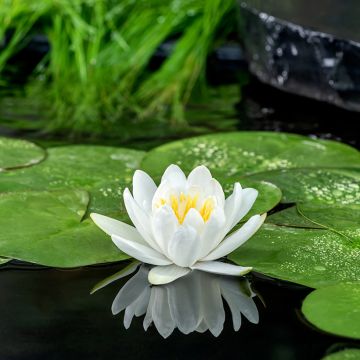 Nymphaea Gladstoniana - hardy nymphaea