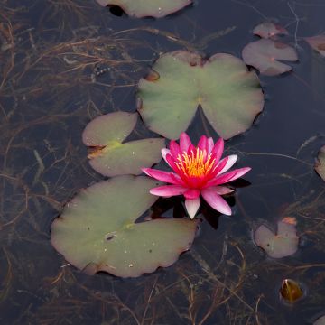Nymphaea Newton - Waterlily