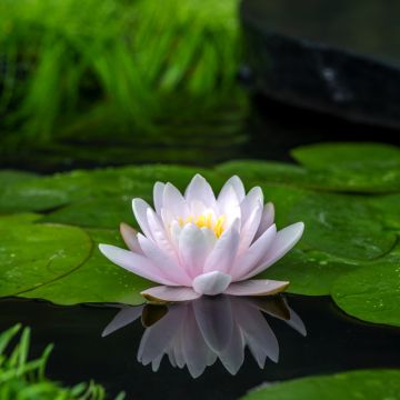 Nymphaea Peter Slocum - Water Lily