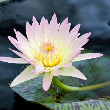 Nymphaea Starbright - Waterlily