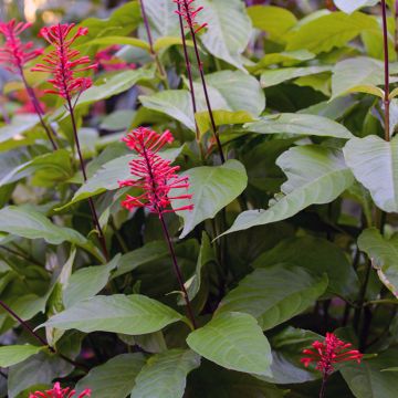 Odontonema strictum Odontonema strictum