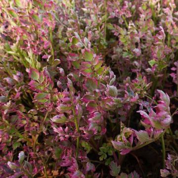 Oenanthe fistulosa Flamingo - Oenanthe panachée blanc rose