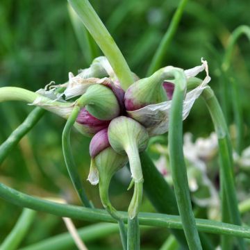 Oignon rocambole - Allium cepa proliferum - Oignon d'Egypte Oignon rocambole - Allium cepa proliferum - Oignon d'Egypte