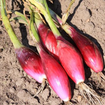 Shallot Rouge long de Florence - Allium cepa