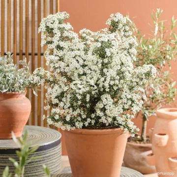 Olearia phlogopappa Spring Bling - Dusty daisy bush