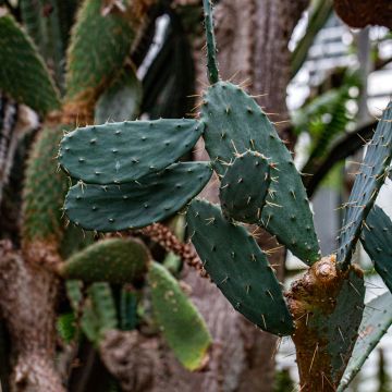 Opuntia bergeriana - Prickly Pear