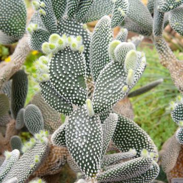 Opuntia microdasys var. albispina - Bunny ears cactus