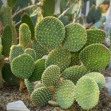 Opuntia microdasys var. pallida - Bunny ears cactus