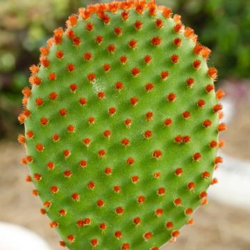 Opuntia microdasys var. rufida - Bunny ears cactus