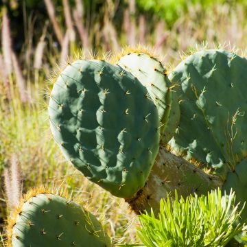 Opuntia robusta - Wheel cactus