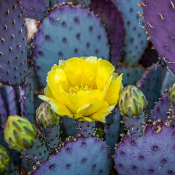 Opuntia santa-rita - Purple prickly pear