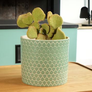 Opuntia microdasys Undulata - Prickly pear cactus