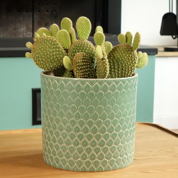 Opuntia microdasys var. pallida - Bunny ears cactus