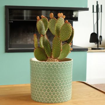 Opuntia microdasys var. rufida - Bunny ears cactus