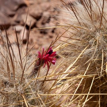 Oreocereus leucotrichus - Cactus 