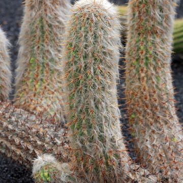 Oreocereus trollii - Old man of the Andes