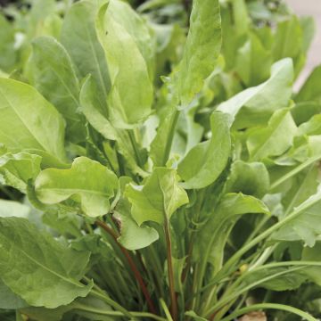 Rumex acetosa Large De Belleville