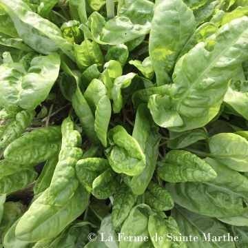 Organic Common Sorrel - Ferme de Sainte Marthe seeds