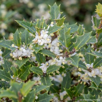 Osmanthus heterophyllus Perfume Party - Holly olive