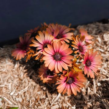 Osteospermum Cape Daisy Fireburst - Cape Daisy