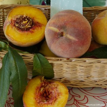 Prunus persica Golden Caesar - Peach tree
