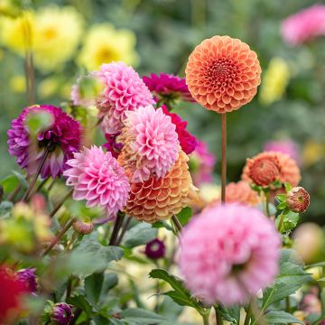 Smart Garden Pack - A great value surprise assortment of bulbs