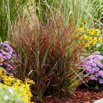 Panicum virgatum Hot Rod - Switchgrass